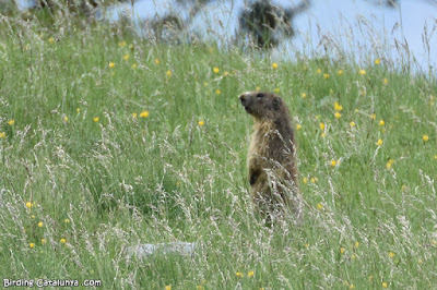 Marmota