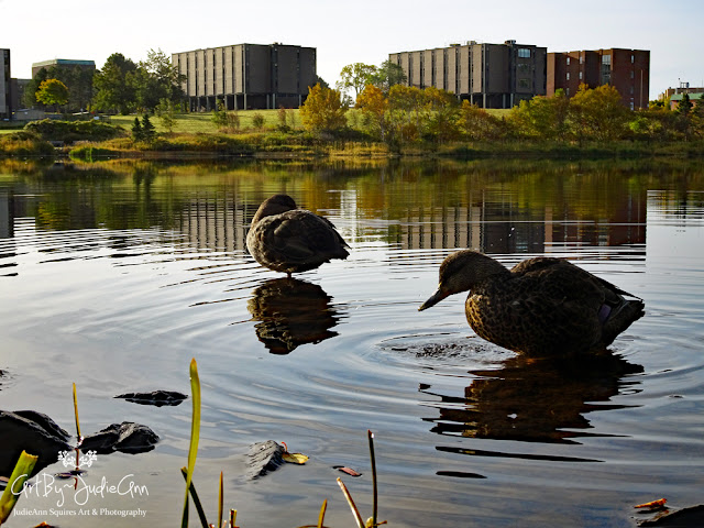 Ducks On Long Pond Photo