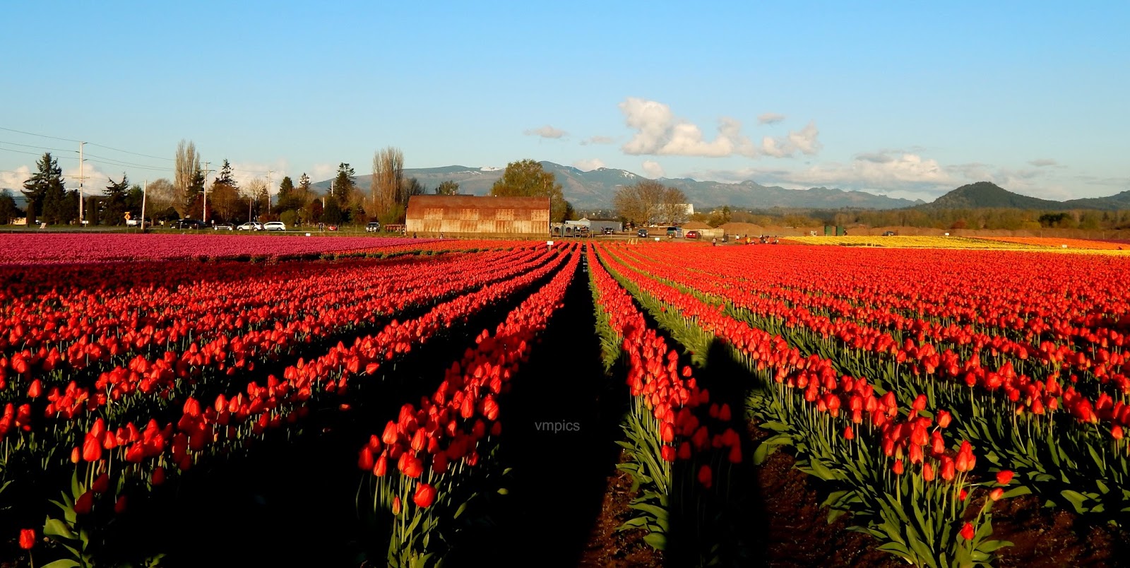Tulip Fields of Skagit Valley