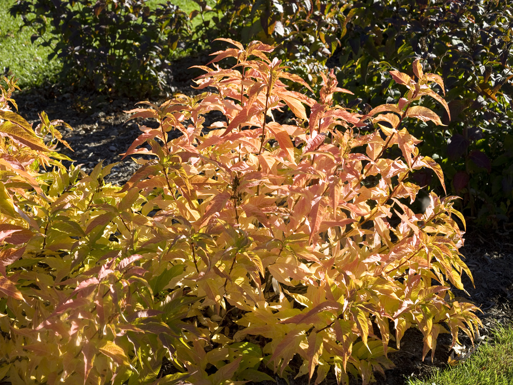Future Plants By Randy Stewart Bush Honeysuckle