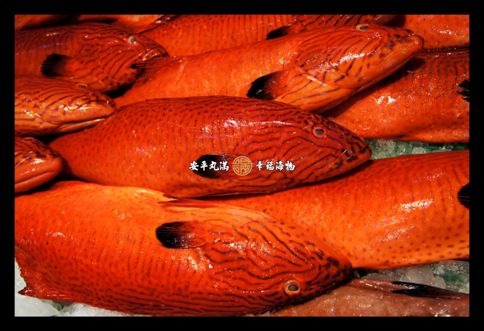 海南晨海水产有限公司 - 石斑鱼类