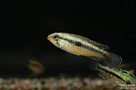 Apistogramma minima