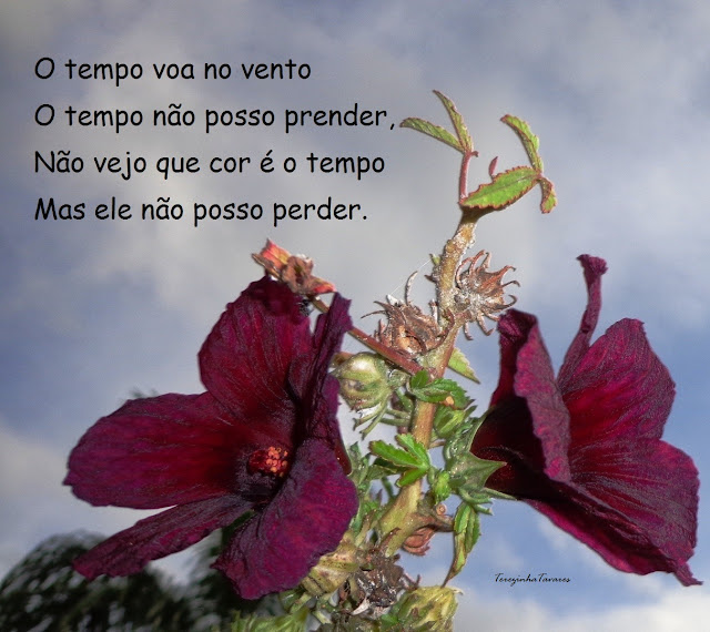 Terezinha Tavares Marco