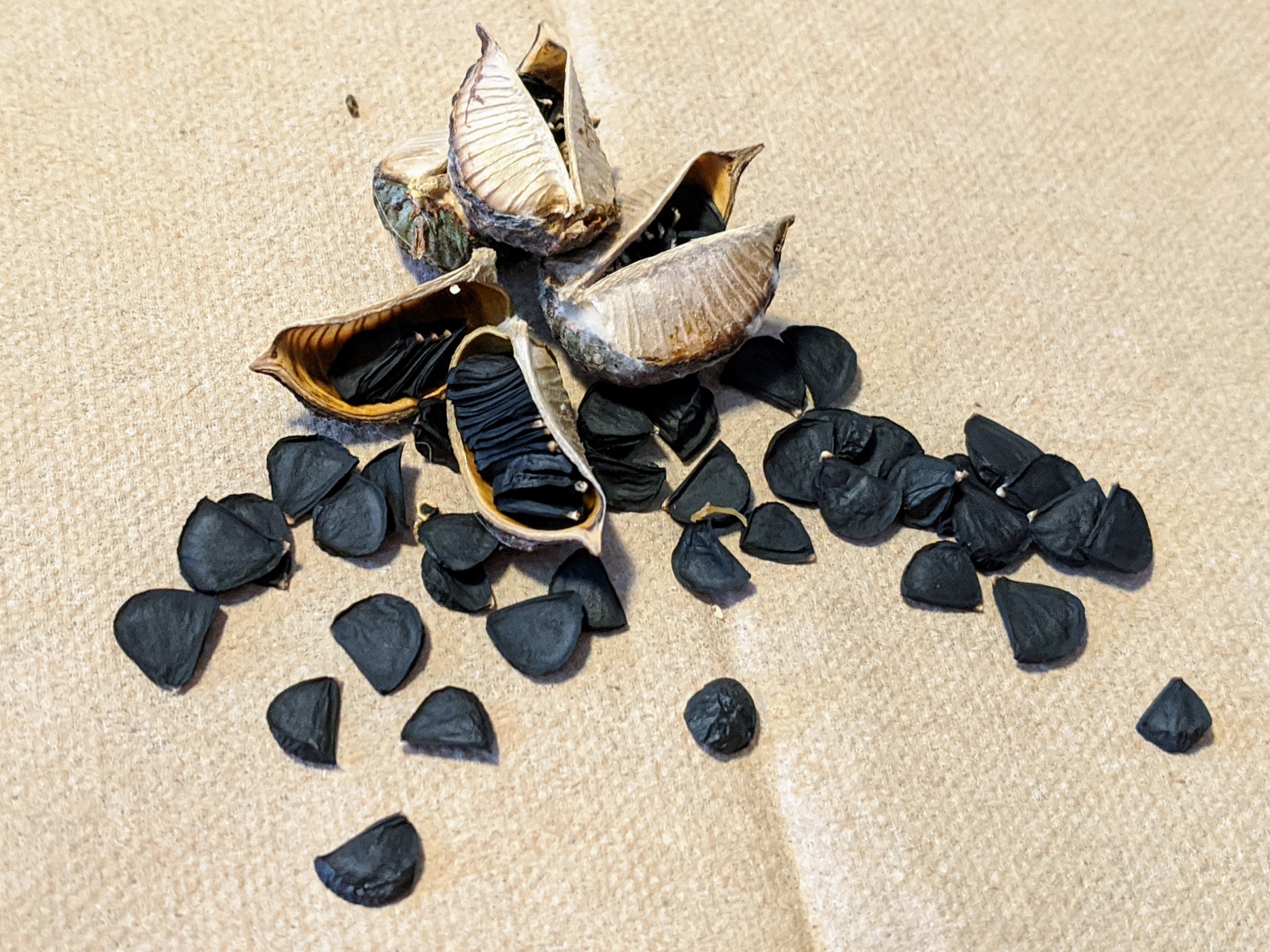 Red Yucca Neither Red, Nor a Yucca