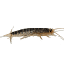 Getting Rid of Silverfish Naturally