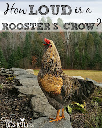 loud crow rooster chicken roosters chickens flock backyard coop