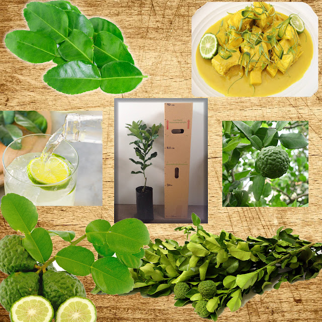 Daleys Fruit Tree Blog Kaffir Lime Fruit Trees Use Leaves, Rind, Seeds for your Patio