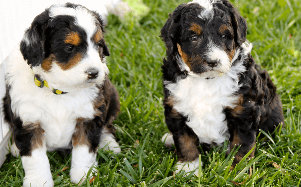 Bernedoodle Dog Breed Guide What People Love About The Bernedoodle