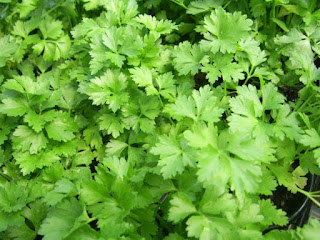 Parsley for dog health