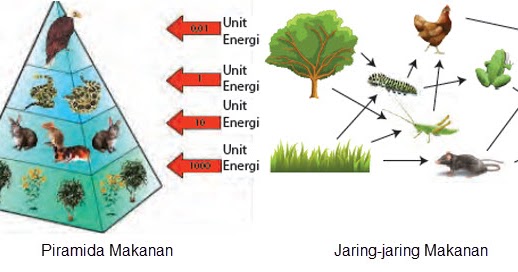 Gambar Rantai Makanan JaringJaring Makanan Piramida