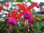 Fuchsia x hybrida