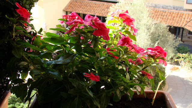 Catarantus, vinca o pervinca (Catharanthus roseus (L.) G.Don.).