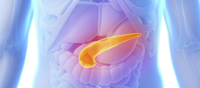 Pancreas y sistema digestivo