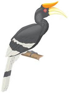 Gambar Lukisan Burung Kenyalang Cikimm Com