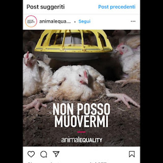 END THE SLAUGHTERS AGE END THE SLAUGHTERS AGE