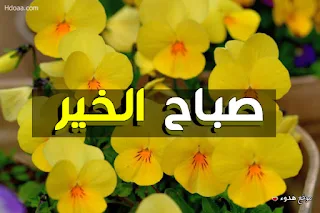 صباح الخير, صباح الورد, صباح الفل, صور صباح الخير