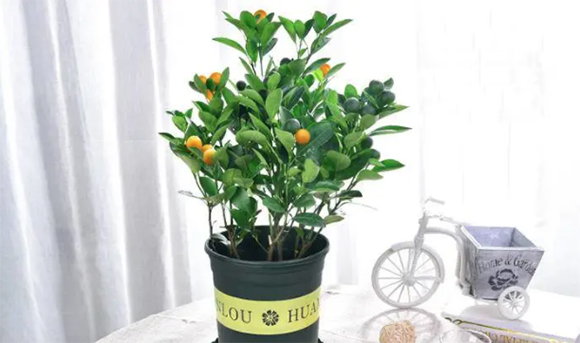 家中養什麼植物最旺？可以為家人聚氣生財廣開福祿？