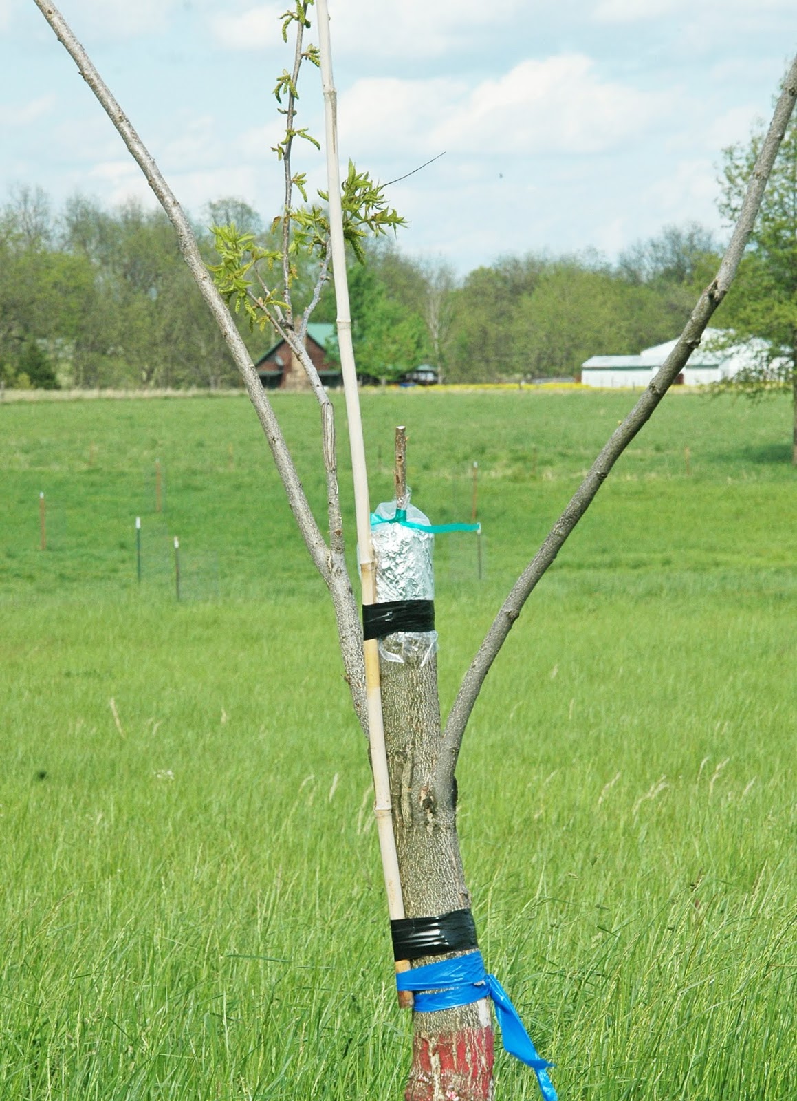 Northern pecans pecan bark graft the first year in pictures