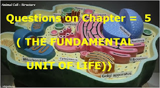 Practice Questions on Chapter =  5 ( THE FUNDAMENTAL UNIT OF LIFE) 