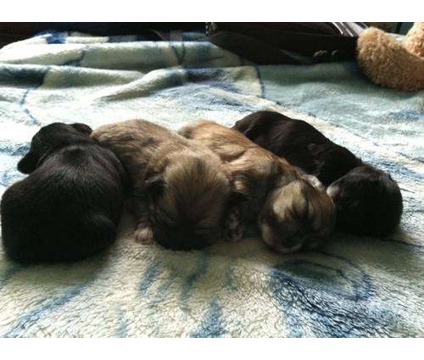 Cute Puppy Dogs: brown maltese puppy