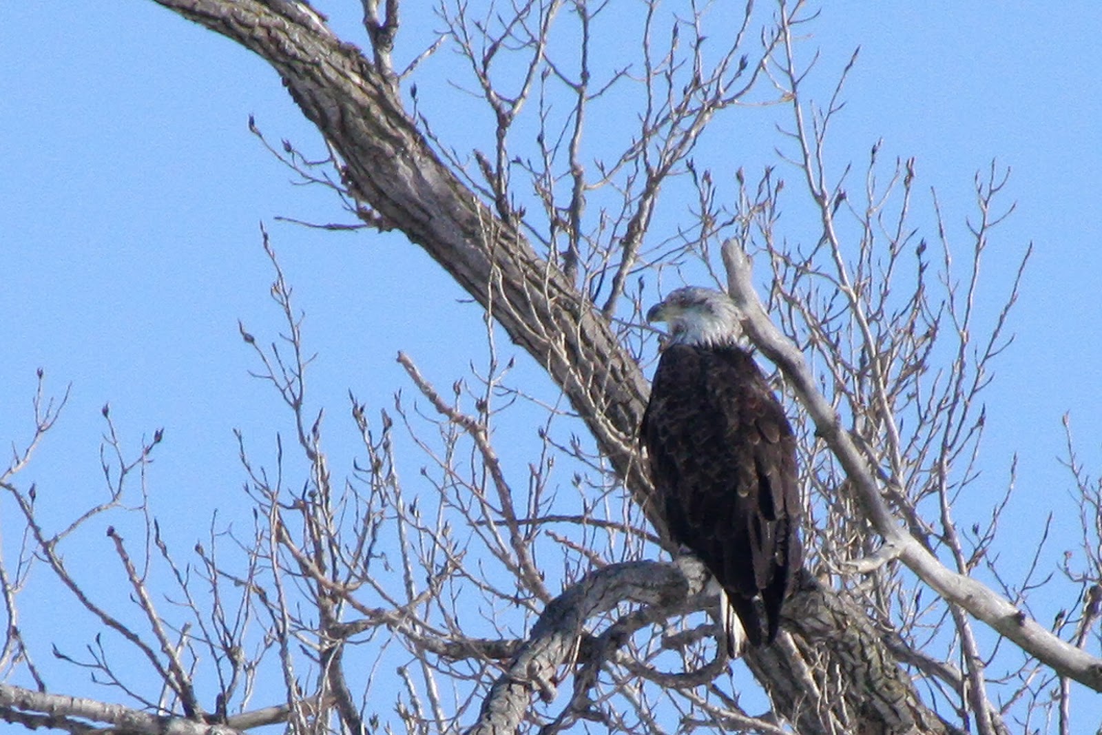 World Bird Sanctuary Eagle Days 2014—Celebrate with WBS