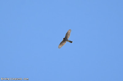 Esparver (Accipiter nisus)