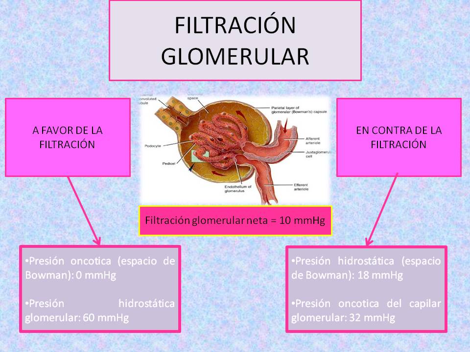 Fisiología Humana ** Filtración glomerular