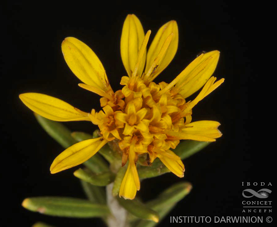 Argentina nativa Mayu tola (Parastrephia lucida)