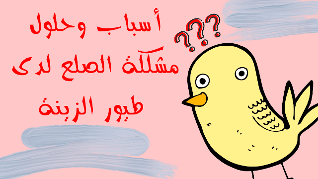 أسباب وحلول مشكلة الصلع لدى طيور الزينة