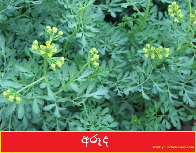 අරූද [Aruda] (Ruta graveolens) - Your Choice Way