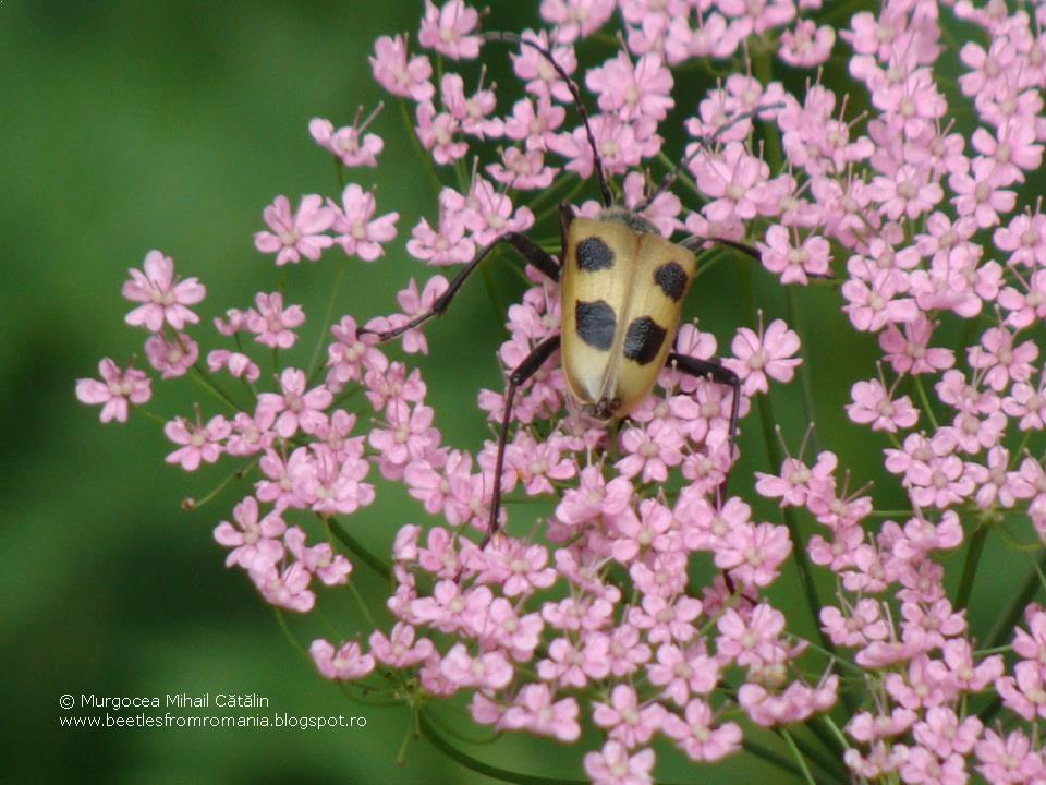 Beetles from Romania Pachyta quadrimaculata