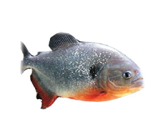 Arti Kedutan Primbon Jawa: Arti Mimpi Ikan Bawal Berdasarkan Buku Mimpi