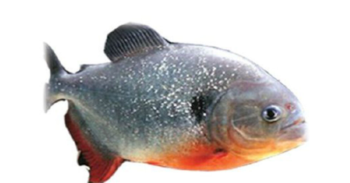 Erek Erek Ikan Bawal 2d 3d 4d Menurut Buku Mimpi Erek Erek