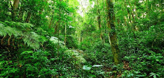 Interaksi Antar Komponen Biotik Dan Abiotik Beserta Contohnya - Atap Ilmu