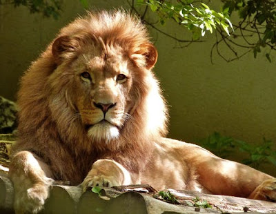Lion Images Lion Images
