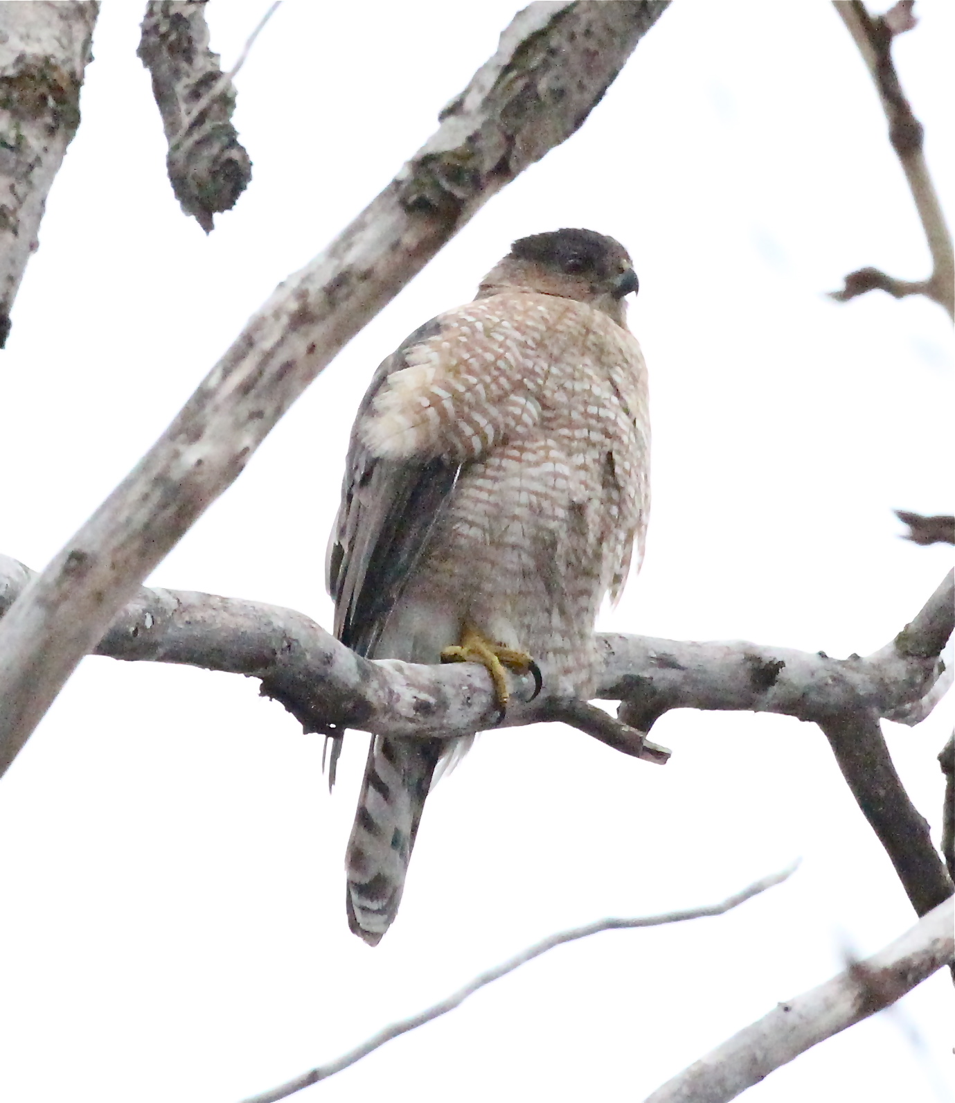 Chris Siddle Okanagan Birder Birds of Vernon and the North Okanagan