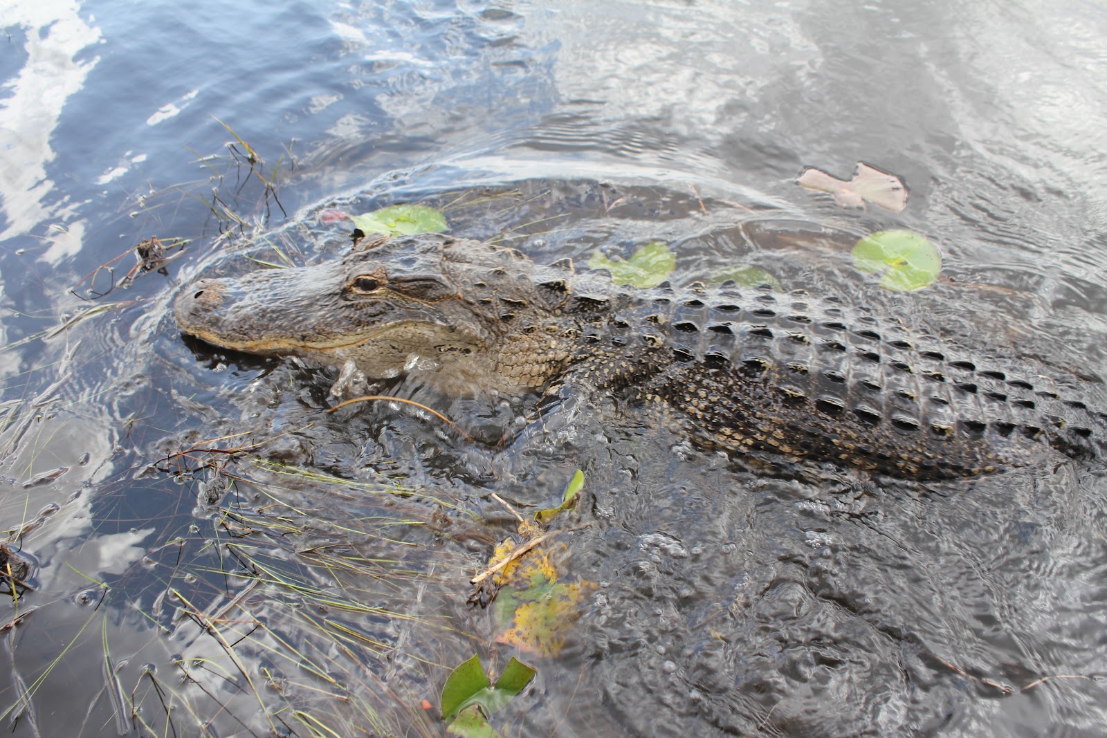 LIVE A LITTLE SUNSHINE National Everglades Park & Buffalo Tiger