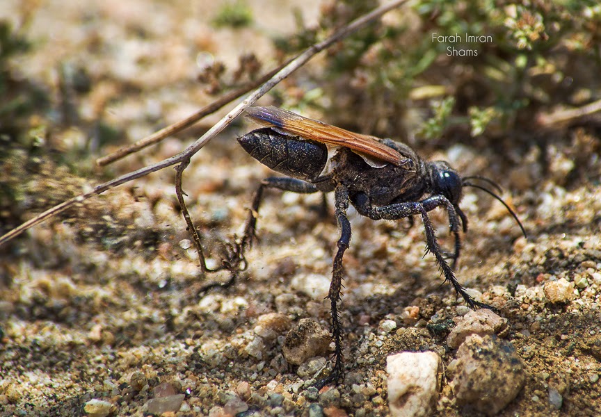 Birds of Saudi Arabia Locust Swarm returns to Khamis Mushait Record
