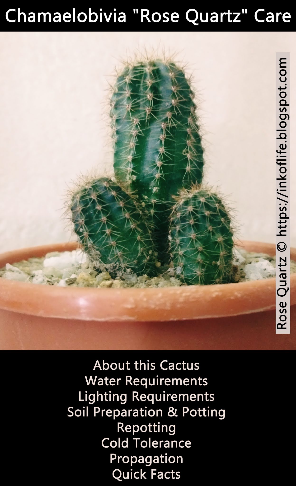 Chamaelobivia "Rose Quartz" Care Ink of Life