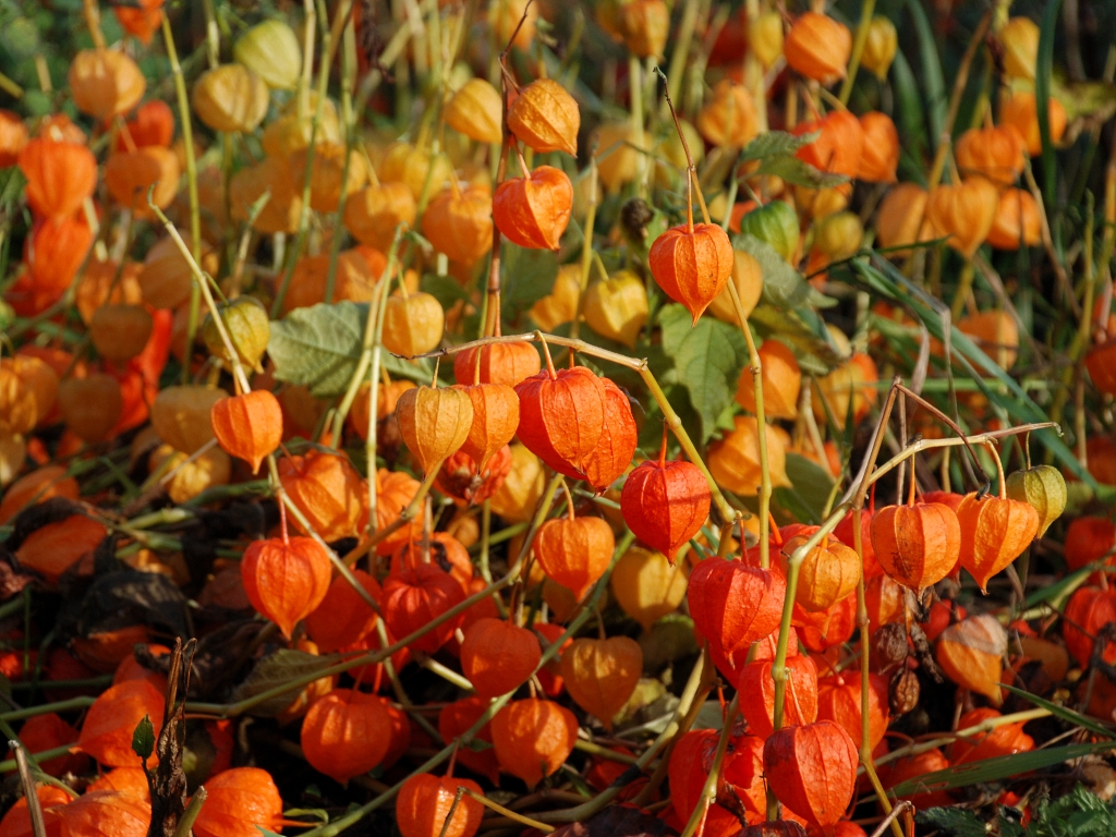 Real Monstrosities Chinese Lantern