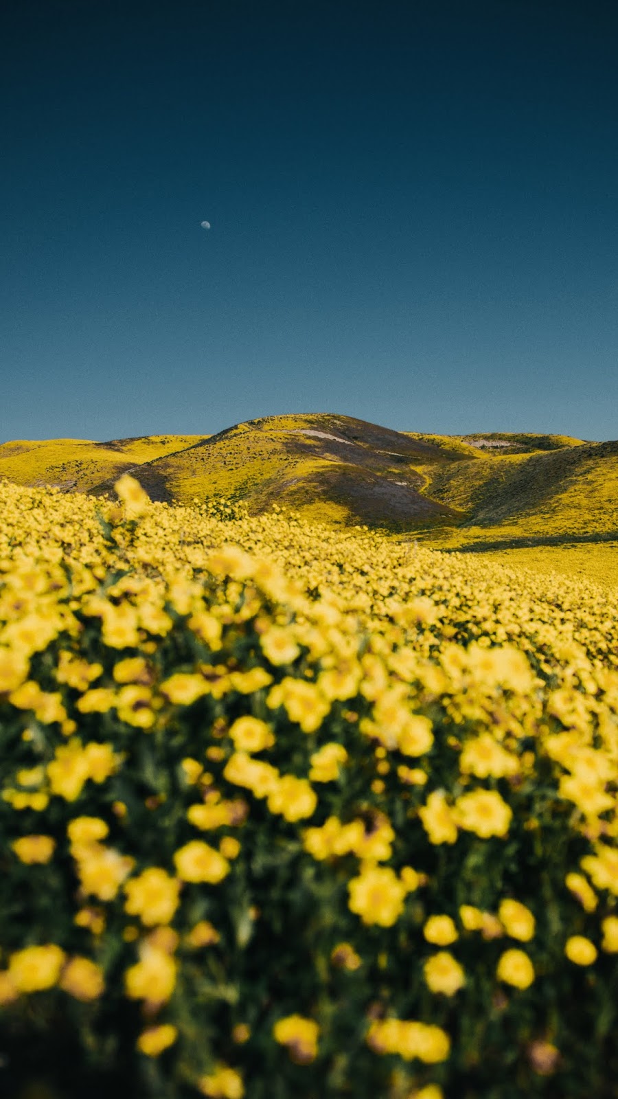 Yellow flowers field in the blue sky