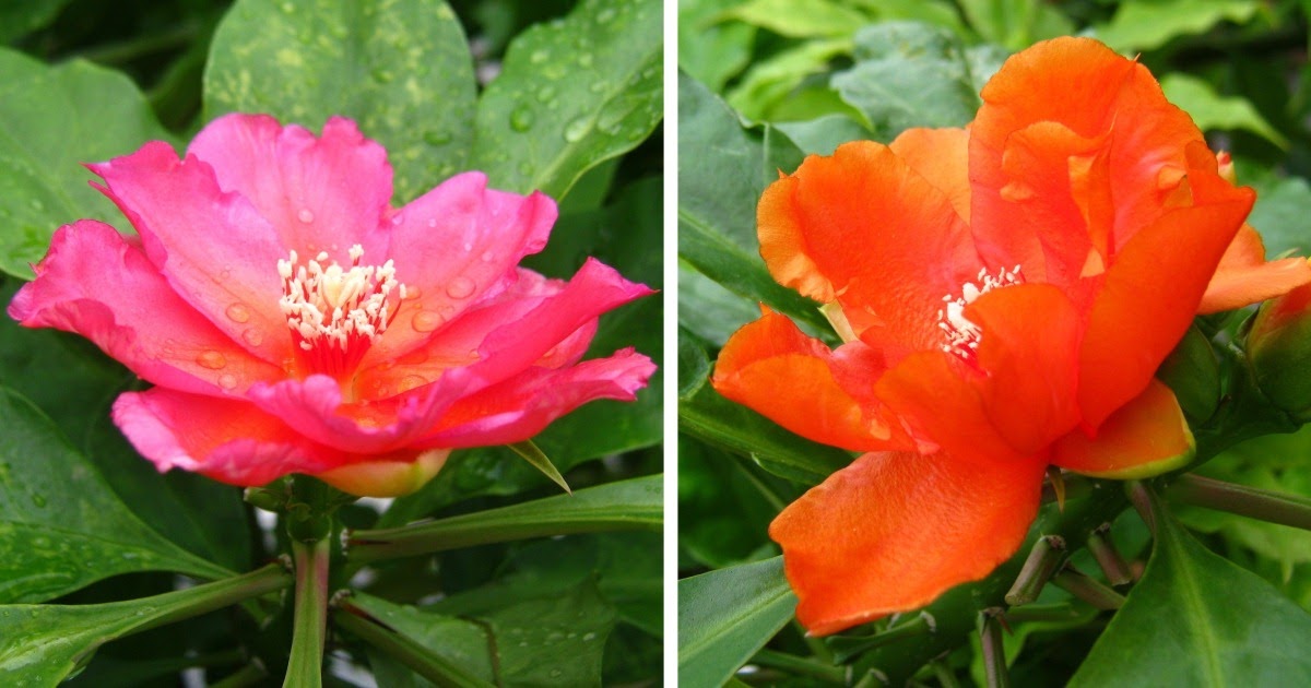 Practical Gardening Changing Colors of the Rose Cactus (Pereskia Bleo
