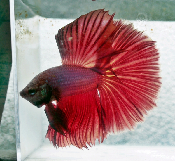 Grow Your Own Ikan Pelaga Jantan