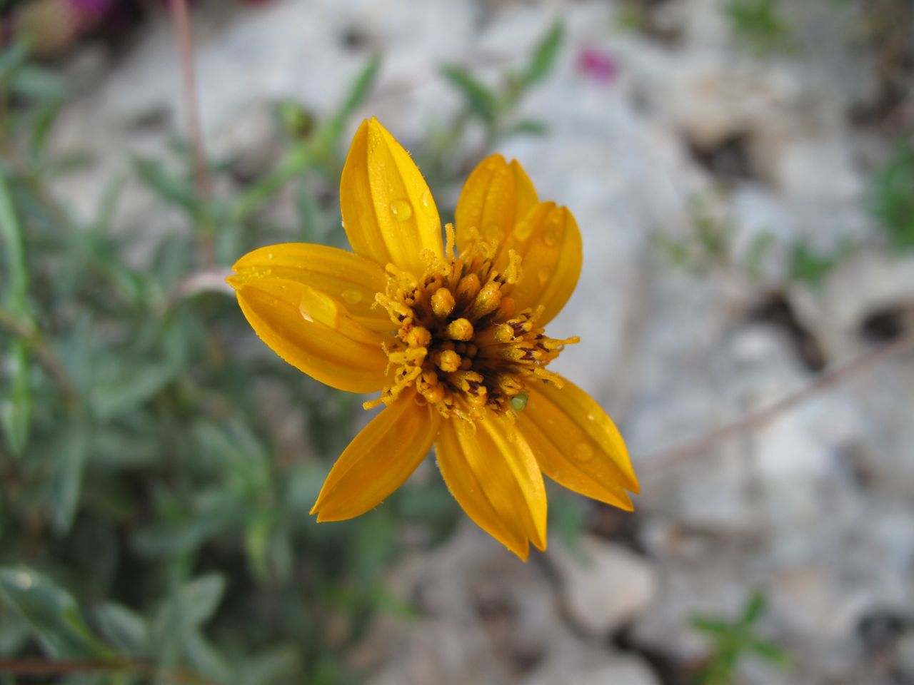 ROCK ROSE TEXAS NATIVE PLANT WEEK OCT. 16th. 22nd. WHAT