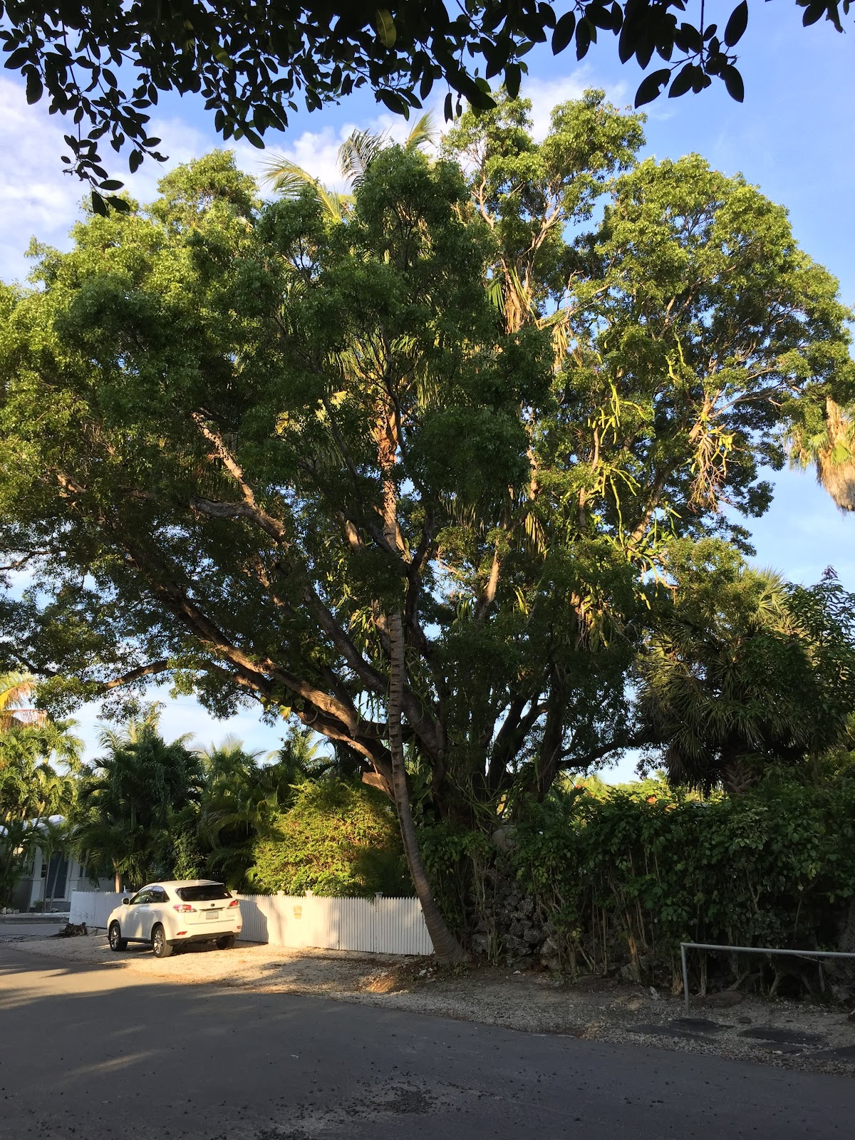 Key West Diary Trees Of Key West