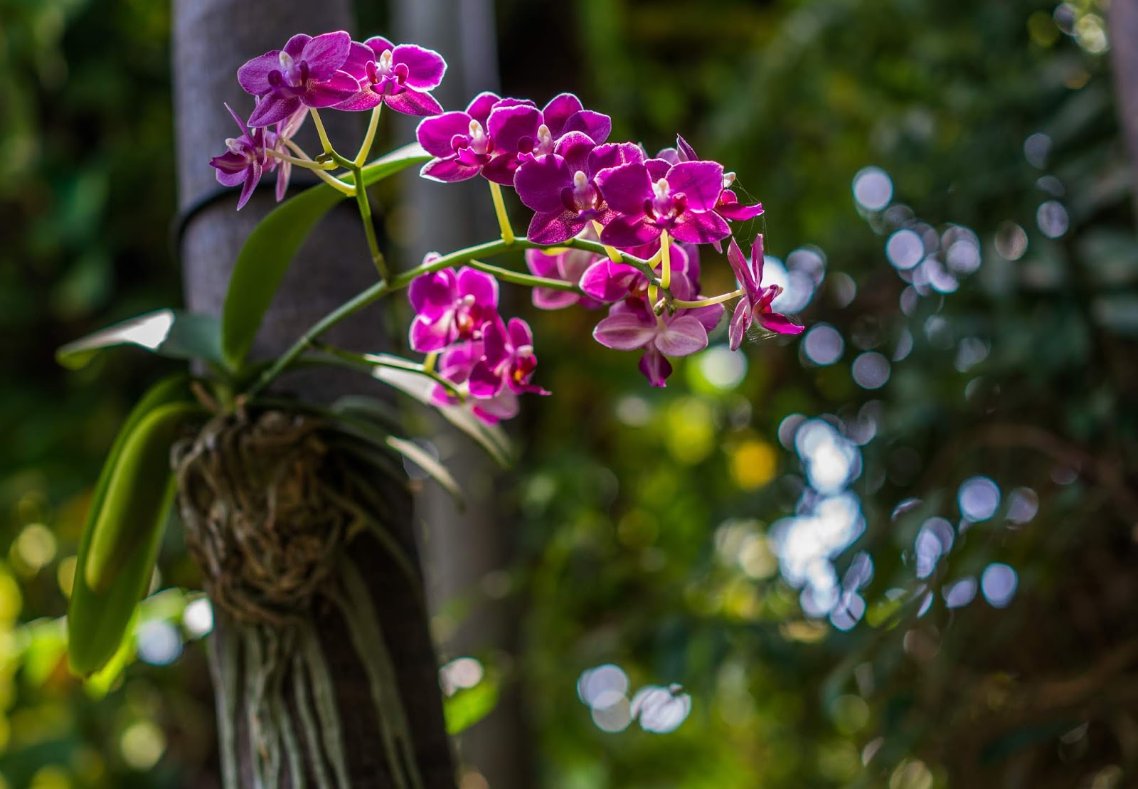 gambar bunga anggrek violet gambar bunga anggrek