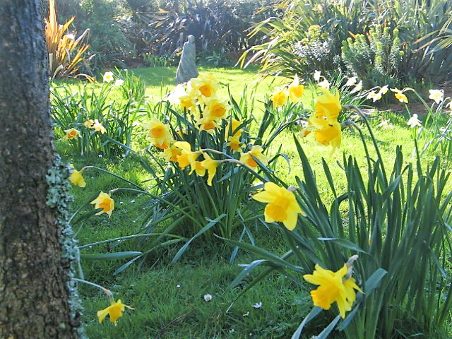 Naturalised spring daffodils