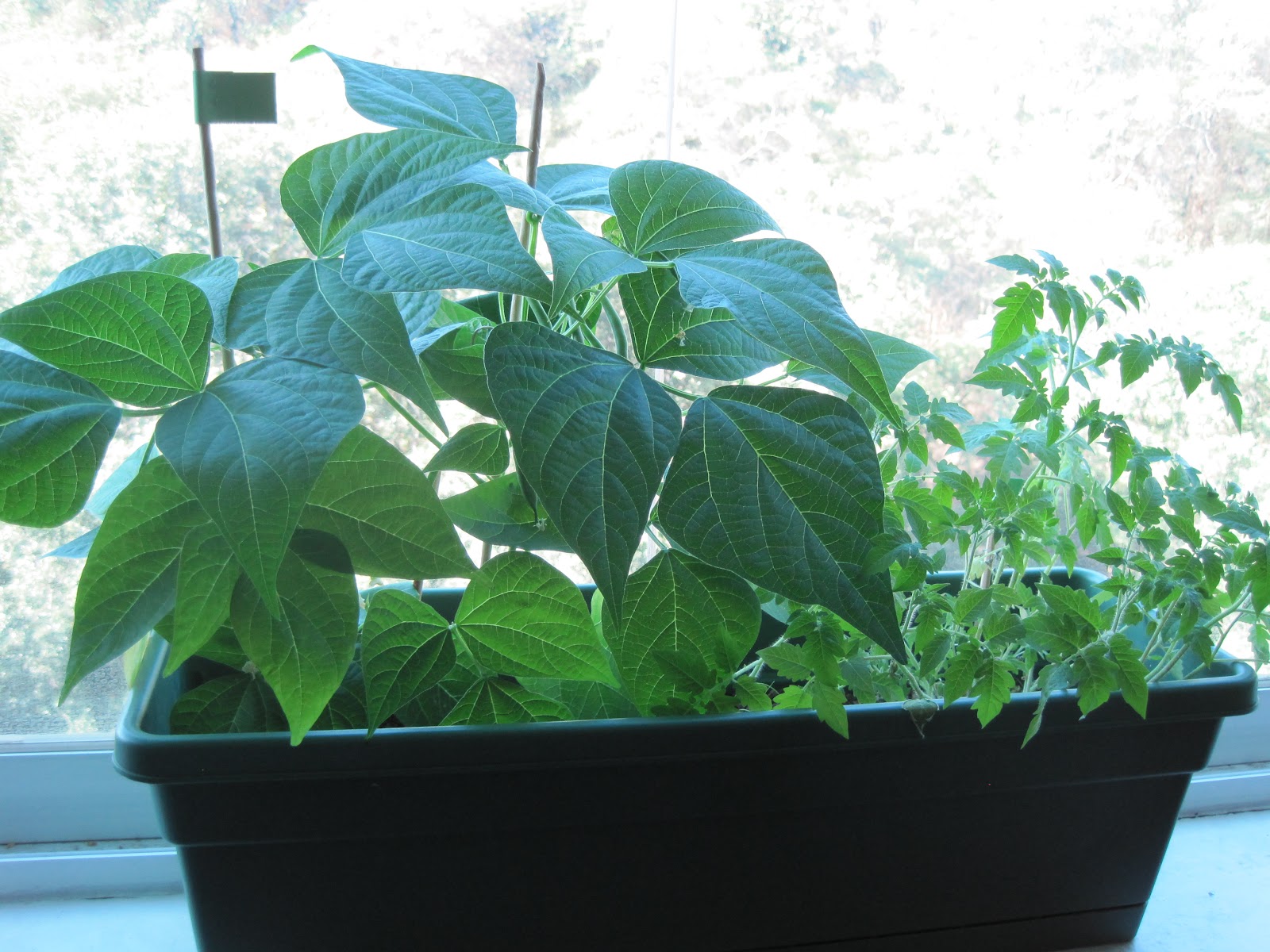 Hydrangeas Stunning Blooms Potential Foundation Disaster - ocou4cj