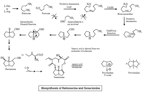 Biosynthesis of Retronecine and Senecionine