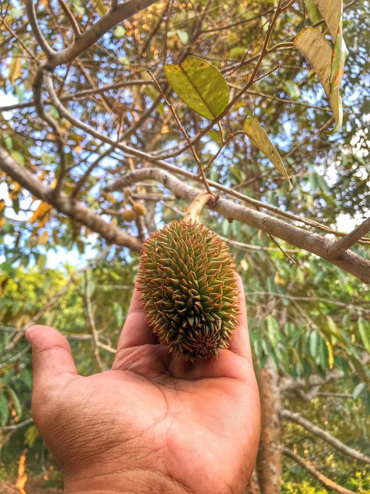 PakQu Durian Farm Langkawi